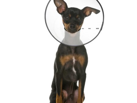 ZenPet E-Clear Plastic Recovery Collar 1ea SM For Sale