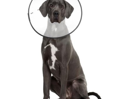 ZenPet E-Clear Plastic Recovery Collar 1ea 2XL Supply